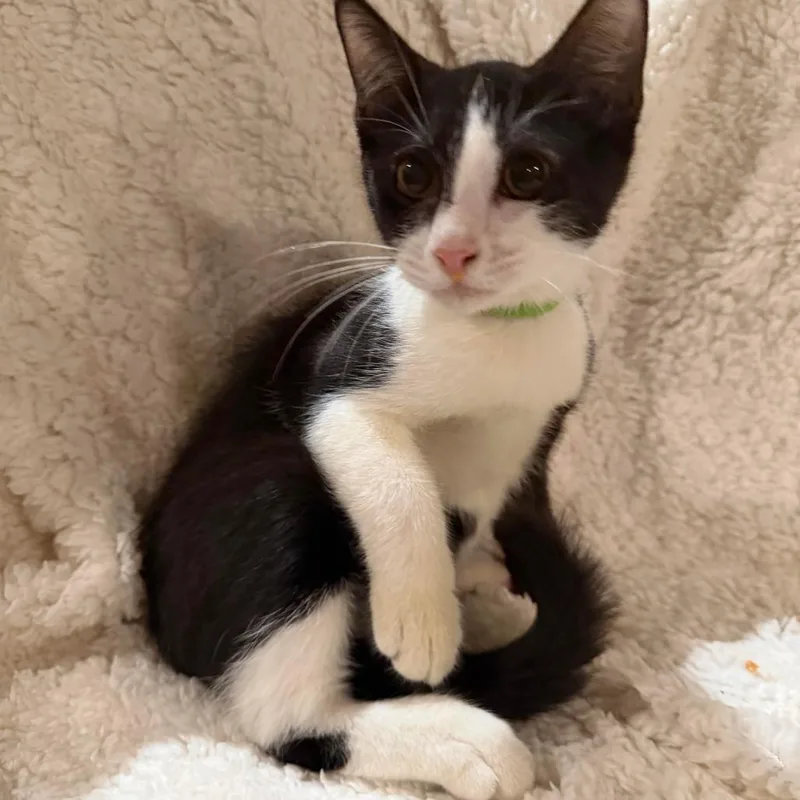 A baby small-sized male Black Domestic Short Hair cat named Orlando for adoption in Webster, TX