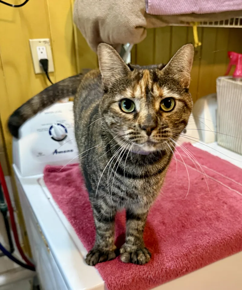 A young medium-sized female Tabby (Tiger Striped) Domestic Short Hair cat named Priscilla for adoption in Ashland, OH