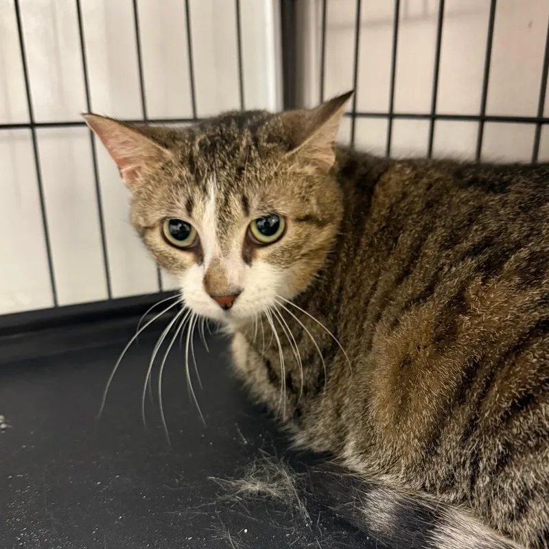 A young medium-sized female Brown / Chocolate Domestic Short Hair cat named Rosalina for adoption in Normal, IL