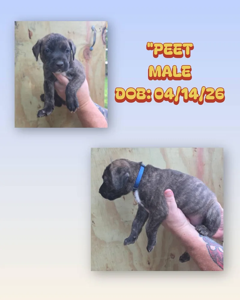 A baby medium-sized male Brindle Catahoula Leopard Dog dog named Peet for adoption in Baker, LA
