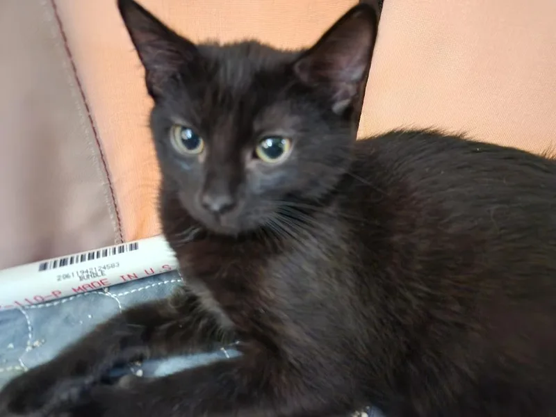 A young small-sized female Domestic Short Hair cat named Merry for adoption in Virginia Beach, VA