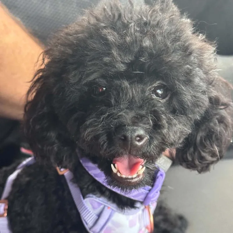 An adult small-sized female Black Poodle (Toy) dog named Oodle for adoption in Phoenix, AZ