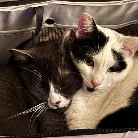 An adult medium-sized male Buff & White Domestic Short Hair cat named Cal for adoption in Eugene, OR