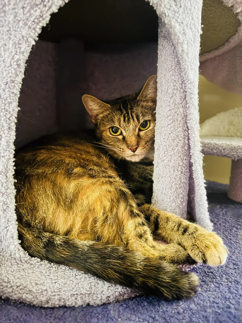 An adult medium-sized female Torbie Domestic Short Hair cat named Tiger & Beaver for adoption in Mooresville, NC