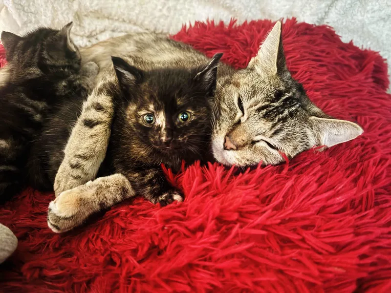 Tiger & Beaver thumbnail 2