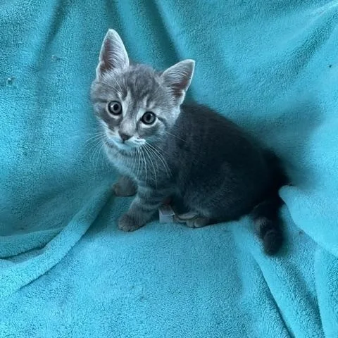 A baby medium-sized female Tabby (Gray / Blue / Silver) American Shorthair cat named Ceecee for adoption in Lemoyne, PA