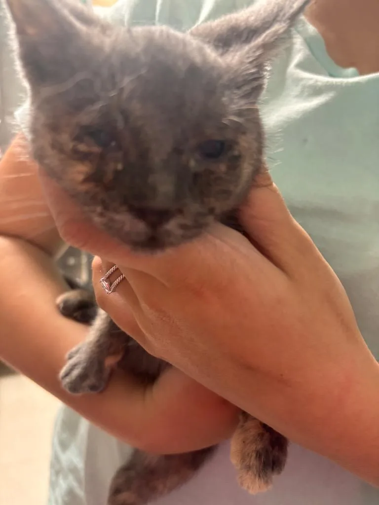 A baby medium-sized female Domestic Short Hair cat named Cosco for adoption in Morgantown, KY