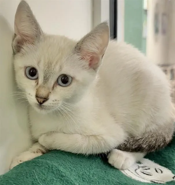 A baby small-sized female Domestic Short Hair cat named Liberty for adoption in Sarasota, FL