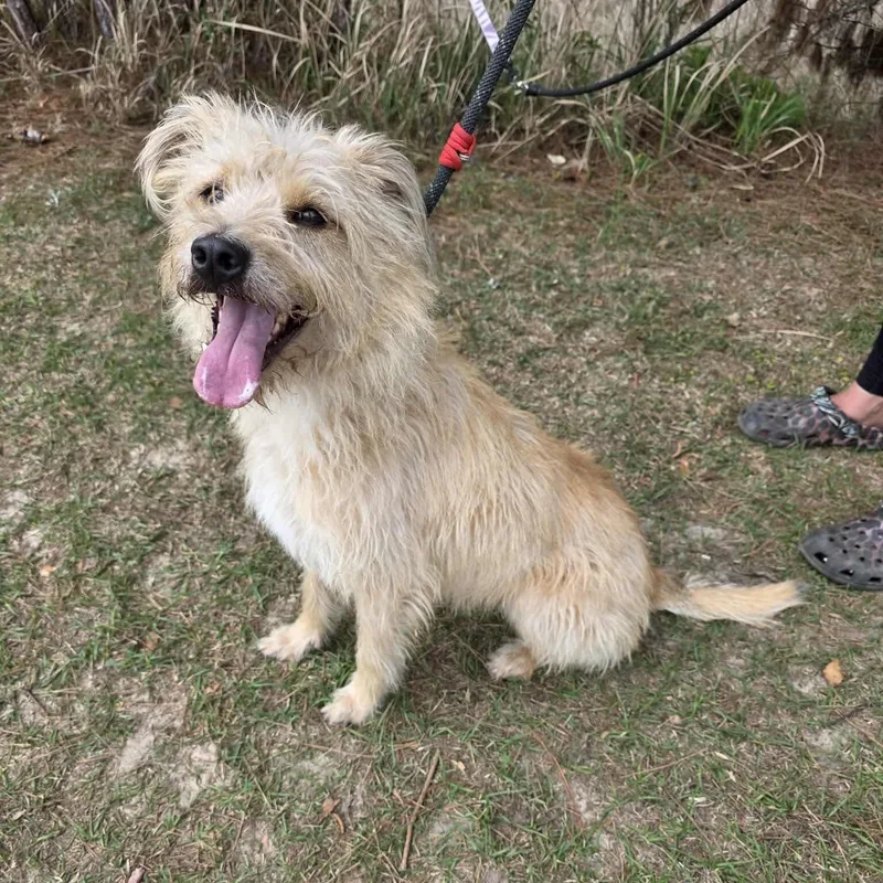 A young medium-sized female Apricot / Beige Cairn Terrier dog named Roxie for adoption in Foley, AL