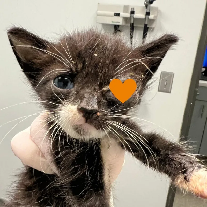 A baby small-sized male Black Domestic Short Hair cat named Purrfect for adoption in Jacksonville, FL