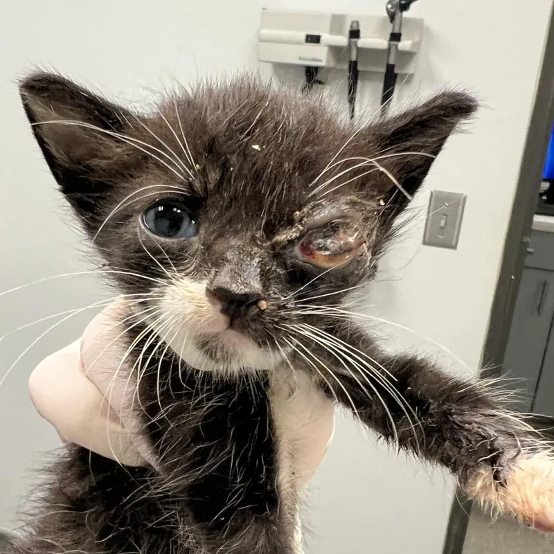 Purrfect thumbnail 2