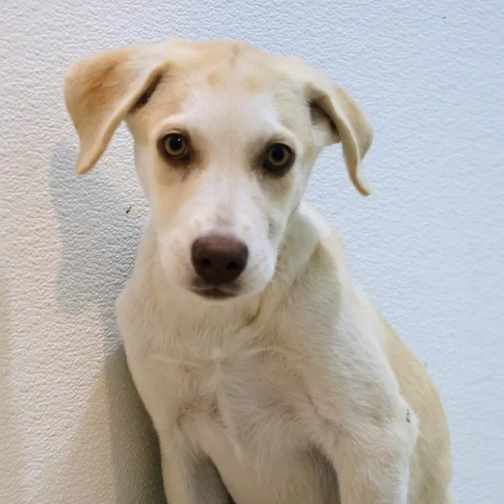 A baby medium-sized female White / Cream Labrador Retriever dog named Belle for adoption in Mansfield, TX