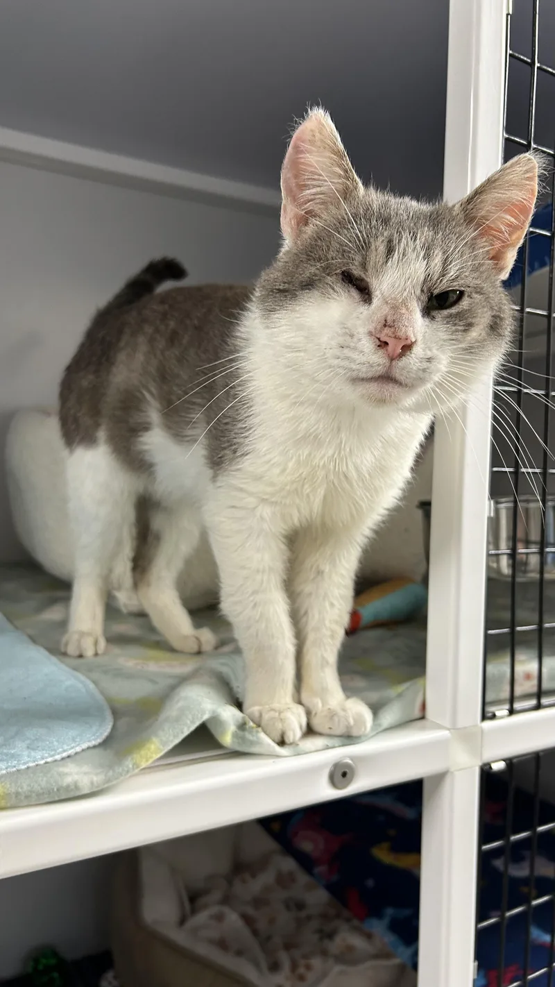 An adult medium-sized male White Domestic Short Hair cat named Nimbus for adoption in White Oak, PA