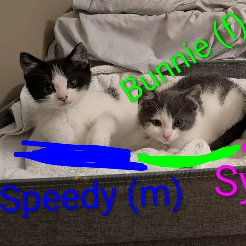 Speedy