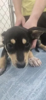 A baby medium-sized female Terrier dog named Mel for adoption in Paducah, KY