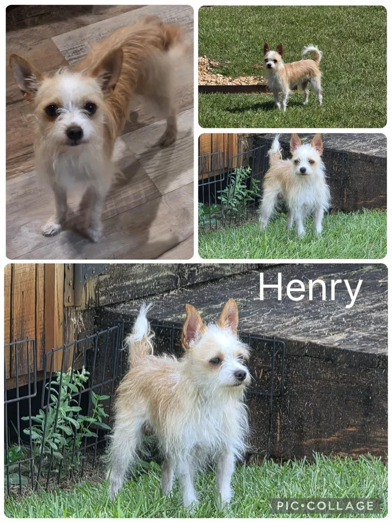A young small-sized male Chihuahua dog named Henry for adoption in Enterprise, AL