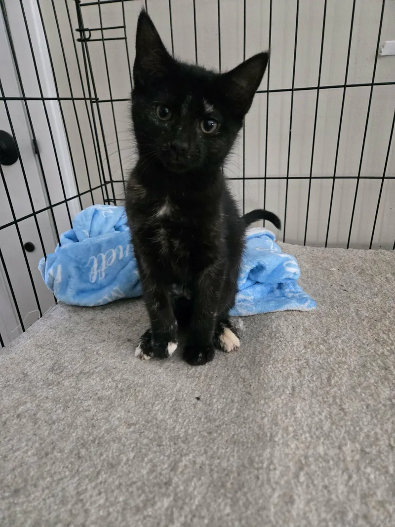 A young medium-sized female Black & White / Tuxedo Domestic Short Hair cat named Ella for adoption in oxford, PA