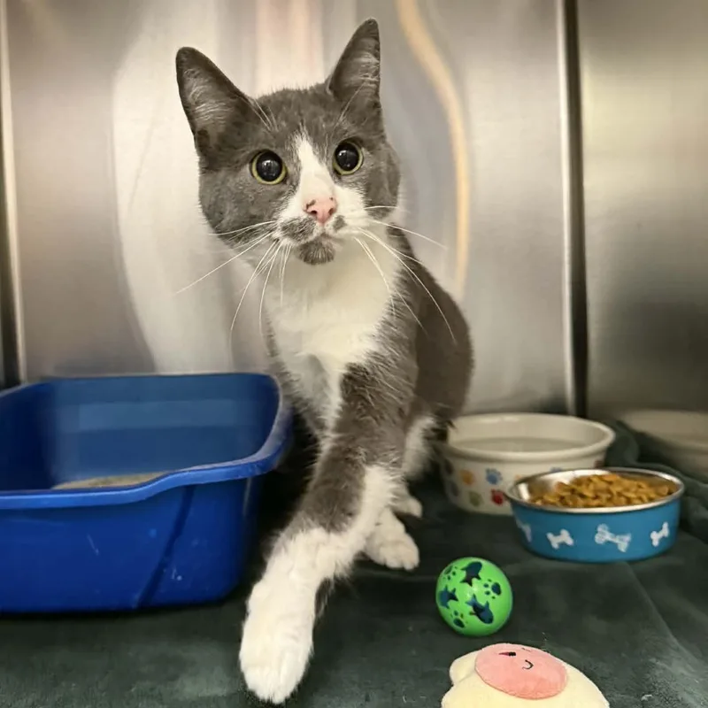An adult medium-sized female Gray & White Domestic Short Hair cat named Dolly for adoption in Martinsville, IN