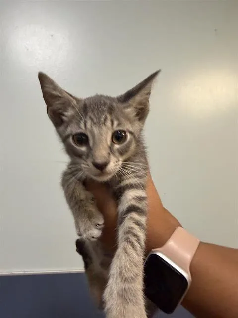 A baby small-sized male Domestic Short Hair cat named Dante for adoption in Miami, FL