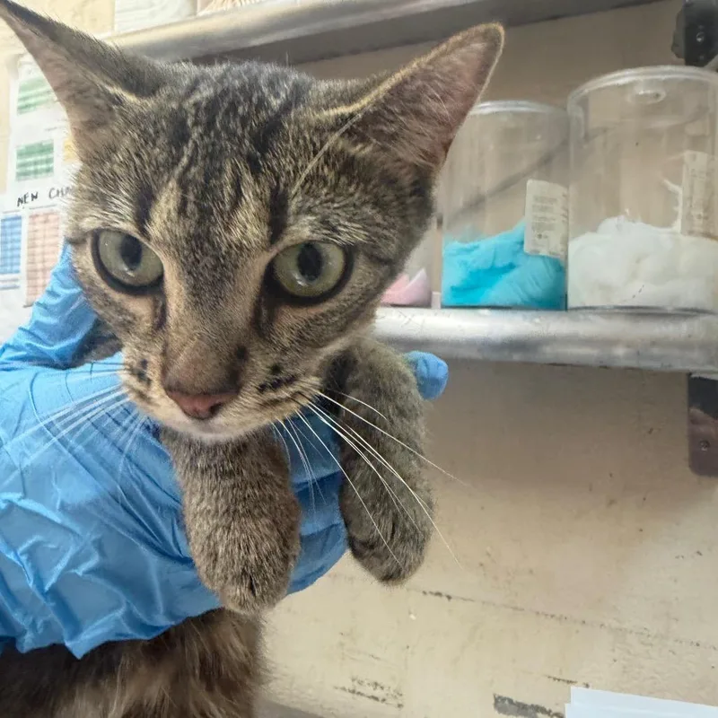 An adult medium-sized female Black Domestic Short Hair cat named Mellow for adoption in Birmingham, AL