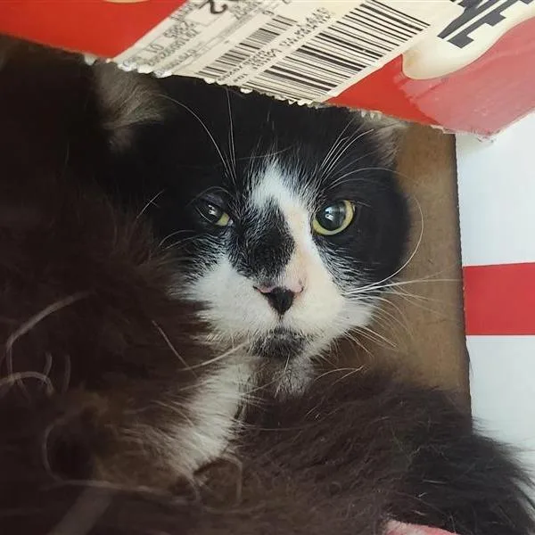 An adult large-sized male Black Domestic Short Hair cat named Wonka for adoption in Tacoma, WA