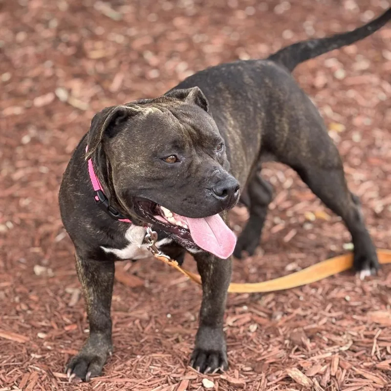 An adult large-sized female Brindle Mixed Breed dog named April for adoption in Bronson, FL
