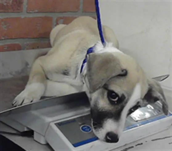 A baby small-sized male German Shepherd Dog dog named Papa for adoption in Houston, TX