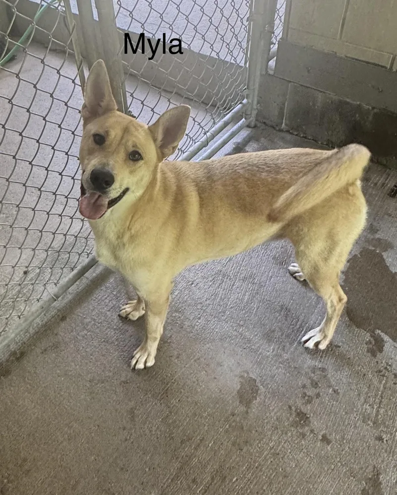 A young large-sized female Golden German Shepherd Dog dog named Myla for adoption in Ulster, PA