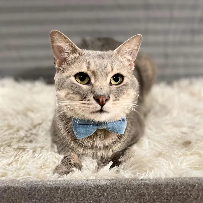 Confetti thumbnail 2