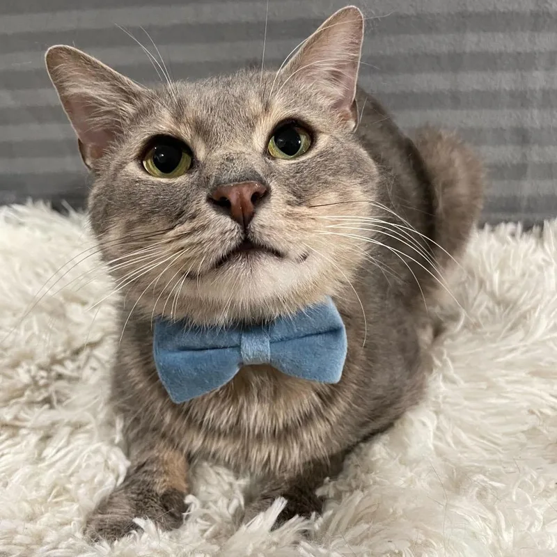 Confetti thumbnail 3