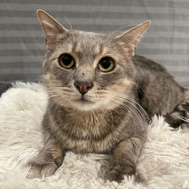 Confetti thumbnail 4