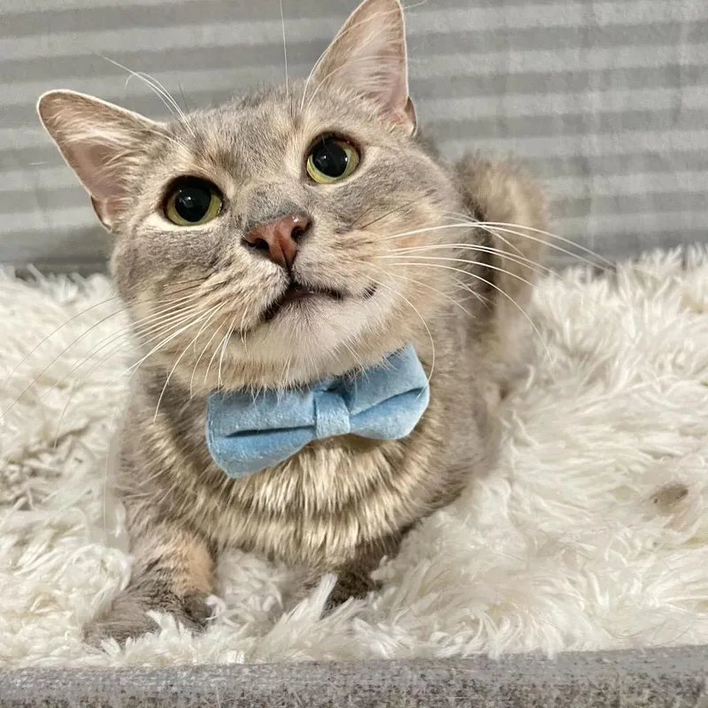 Confetti thumbnail 5