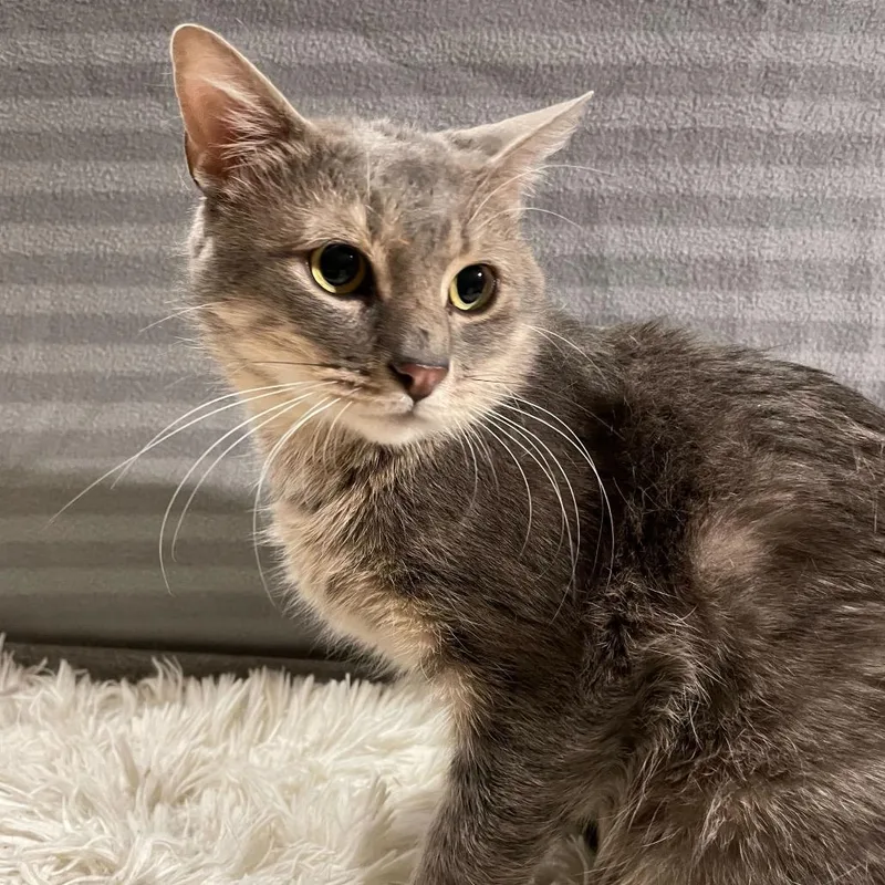 Confetti thumbnail 6