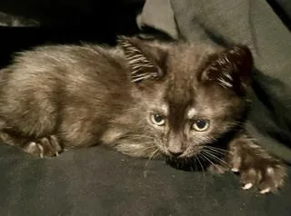 A baby small-sized male Domestic Short Hair cat named Simon for adoption in Camarillo, CA