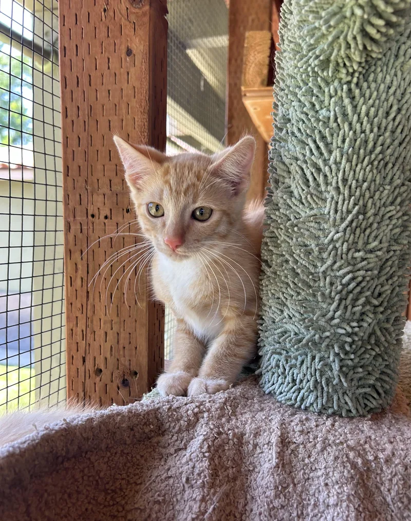 A baby medium-sized male Tabby (Orange / Red) Tabby cat named Giles for adoption in Huntington Beach, CA