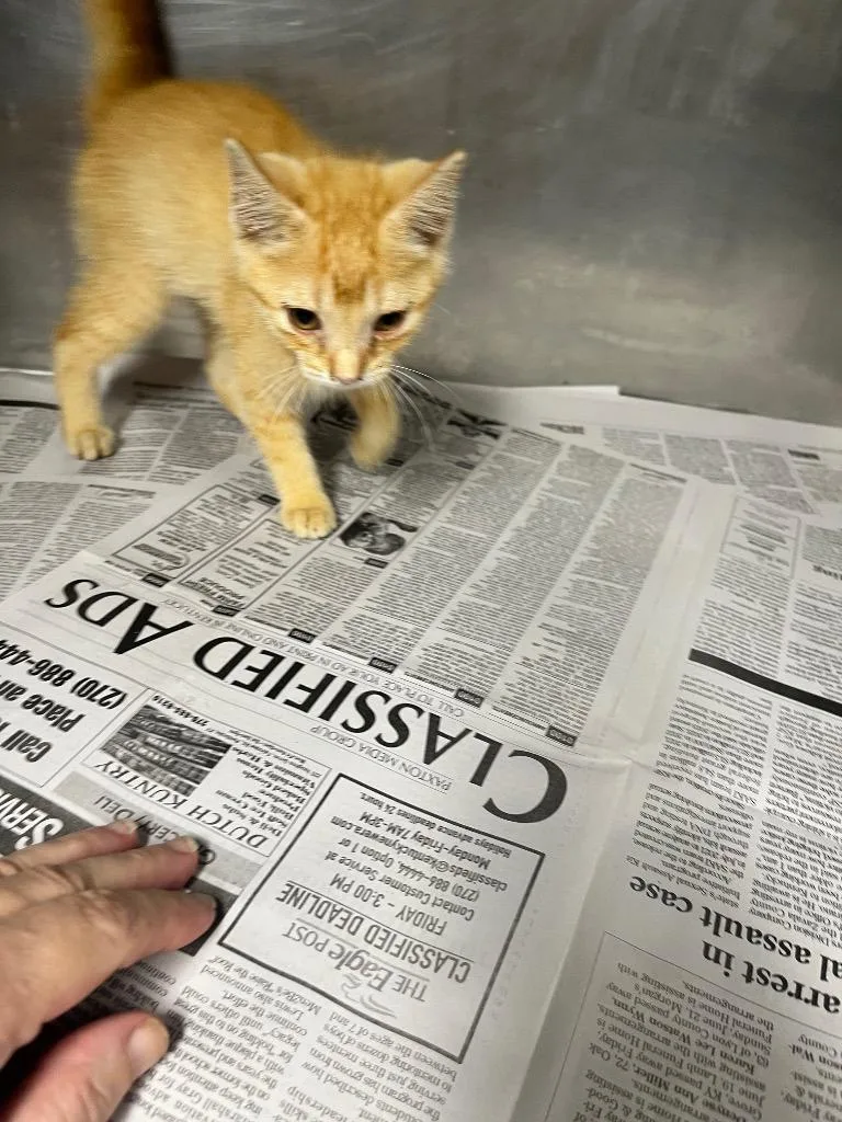 A baby small-sized male Domestic Short Hair cat named Mac for adoption in Hopkinsville, KY