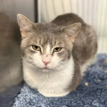 An adult medium-sized male Domestic Short Hair cat named Gandalf the Grey for adoption in Cumming, GA