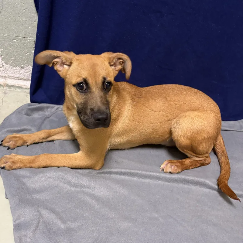 A baby medium-sized female Sable Shepherd dog named Goldie for adoption in Valdosta, GA