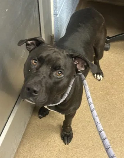 An adult large-sized male Mixed Breed dog named Benjamin Buttons for adoption in Chamblee, GA