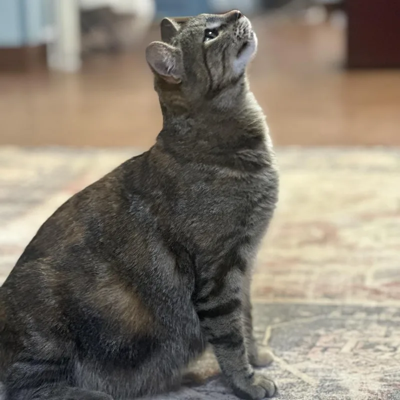 Mothership thumbnail 3