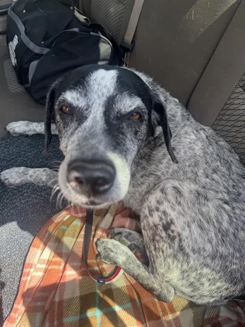 A senior medium-sized female Australian Cattle Dog / Blue Heeler dog named Lola for adoption in San Antonio, TX