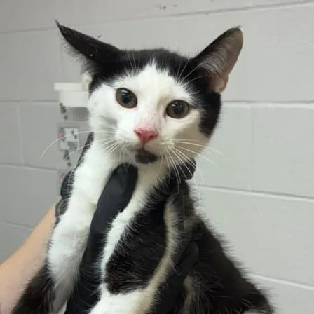 A baby small-sized male Black Domestic Short Hair cat named Taco Tuesday for adoption in Gadsden, AL