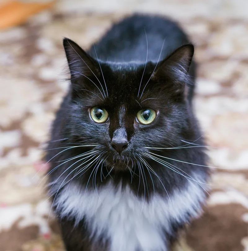 A young medium-sized female Black & White / Tuxedo Domestic Long Hair cat named Amren for adoption in Chattanooga, TN