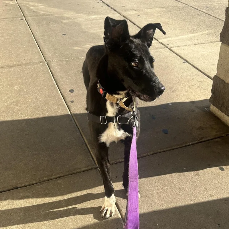 An adult medium-sized male Border Collie dog named Colin for adoption in Falls Church, VA