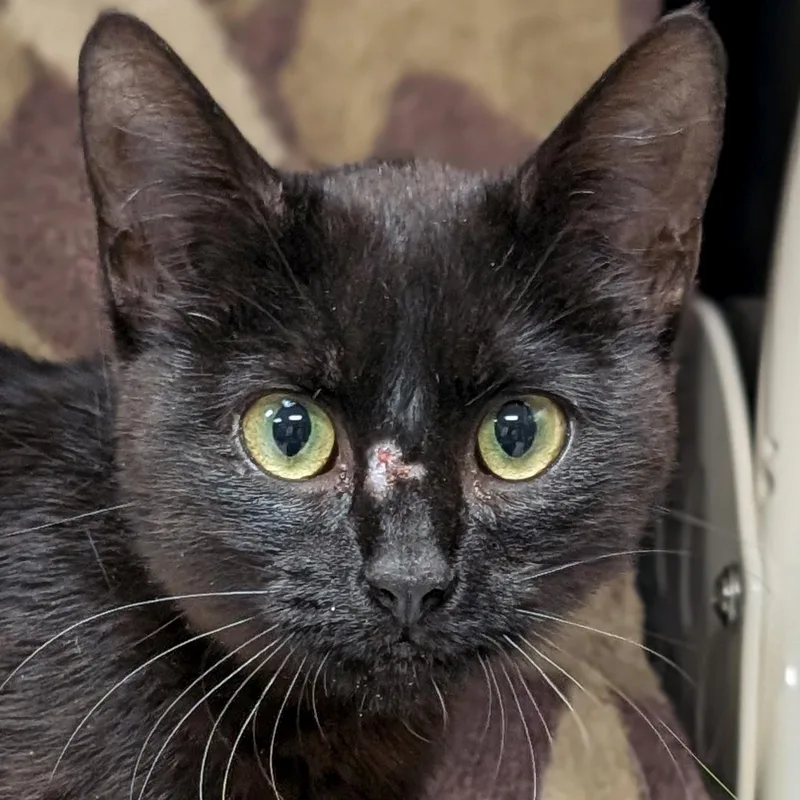 A young medium-sized female Black Domestic Short Hair cat named Espresso for adoption in Jefferson, WI