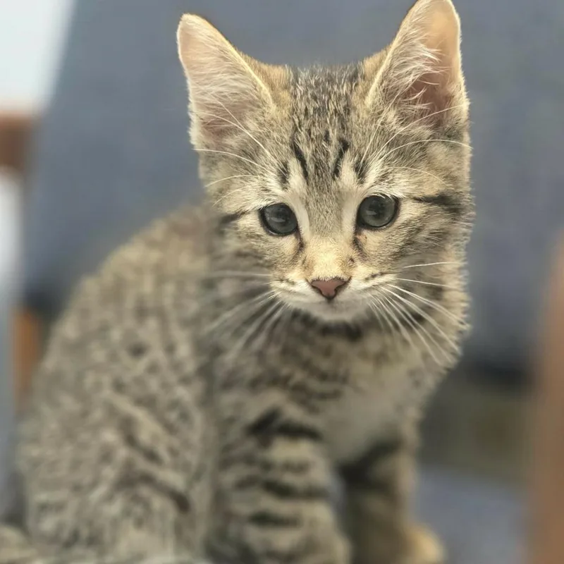 Biscuit