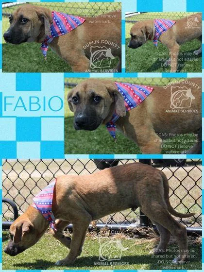 A baby medium-sized male American Staffordshire Terrier dog named Fabio for adoption in Kenansville, NC