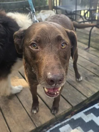 An adult large-sized male Labrador Retriever dog named Brownie $ for adoption in Seneca, SC
