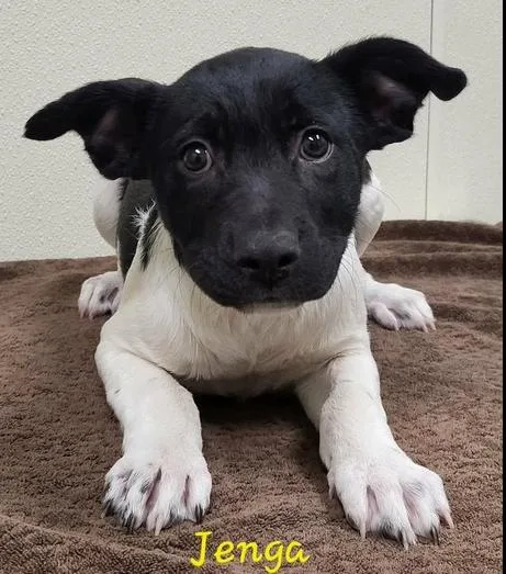 A baby medium-sized female Tricolor (Brown, Black, & White) Mixed Breed dog named Jenga for adoption in Groveland, MA