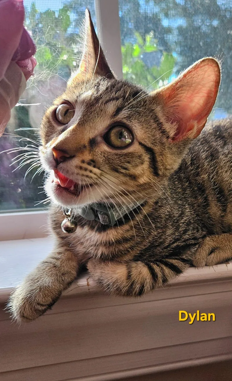 A baby medium-sized male Tabby (Brown / Chocolate) Tabby cat named Dylan for adoption in Richmond, VA